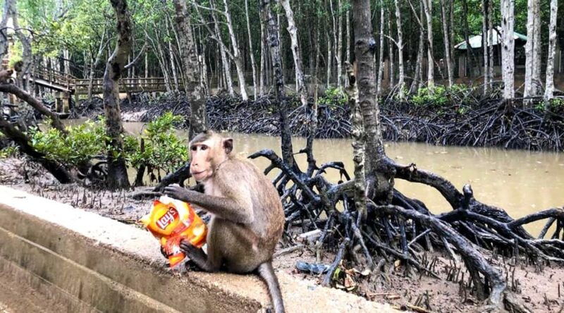 sai-gon-can-gio-monkey-island-1-day-tour