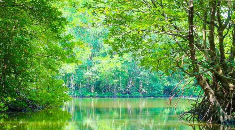 sai-gon-can-gio-monkey-island-1-day-tour