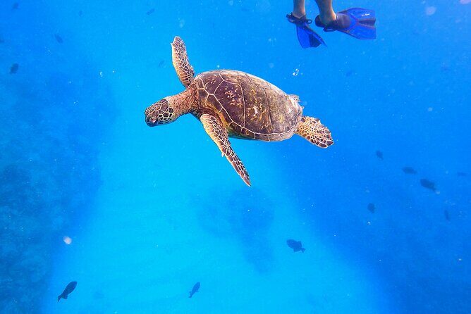 Sail and Turtle Snorkeling Tour in Waikiki - The Experience in Detail
