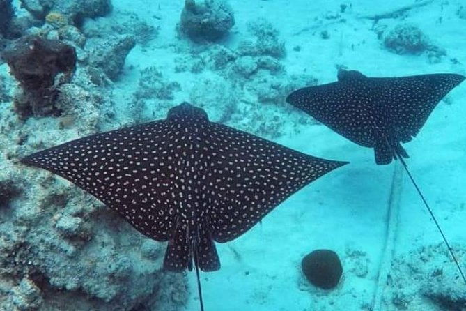 sail-snorkel-adventure-from-sapphire-marinastt-no-crowds-6-guest-max