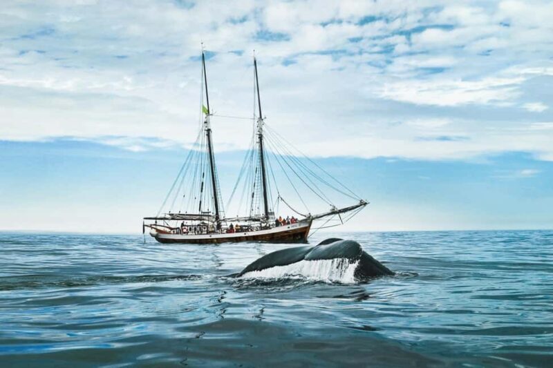 Sailing and Whale Watching in East Coast Sri Lanka! - An In-Depth Look at the Tour Experience  