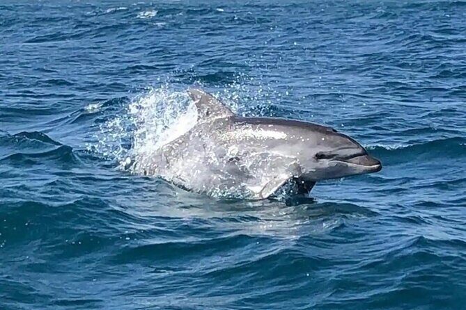 Sailing, swimming, snorkeling, & relaxing in Castelsardo, Sardinia - Why This Tour Offers Great Value