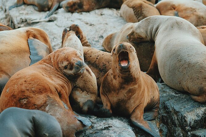 sailing-ushuaia-beagle-channel-in-a-yatch