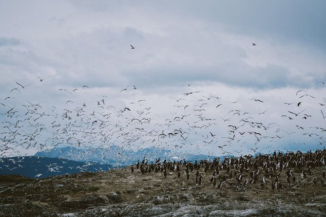 sailing-ushuaia-beagle-channel-in-a-yatch
