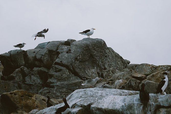 sailing-ushuaia-beagle-channel-in-a-yatch
