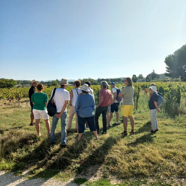 Saint-Didier: visit a winery & taste organic wines - The Sum Up