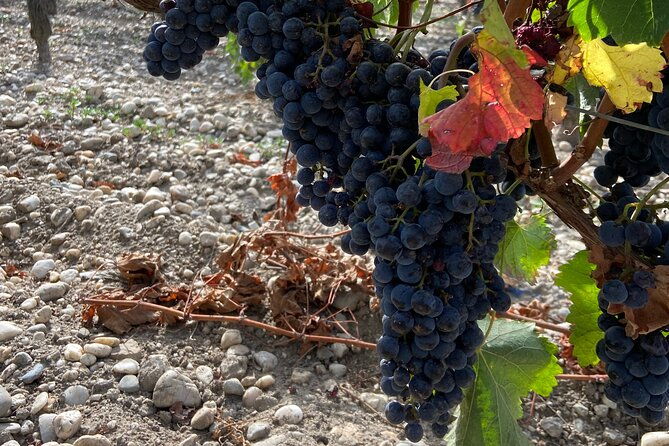 saint-emilion-castle-and-village-wine-tour