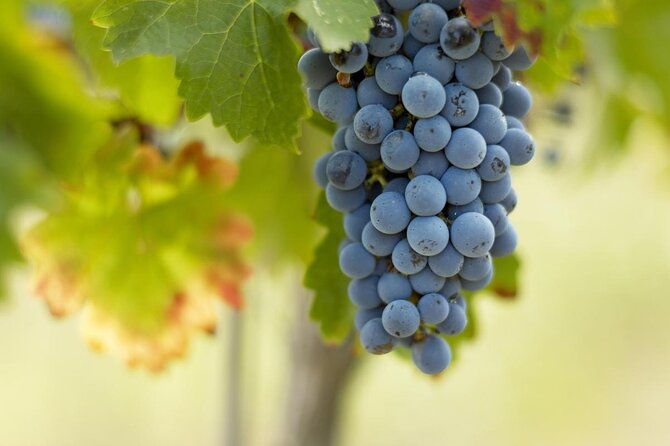 saint-emilion-small-group-electric-bike-wine-tour-tastings-lunch-from-bordeaux