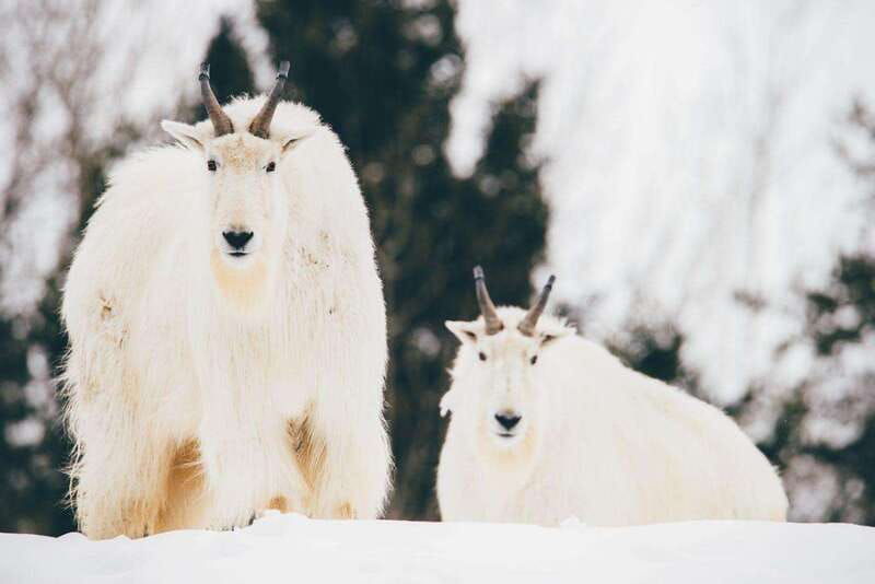 saint-felicien-admission-to-wild-zoo