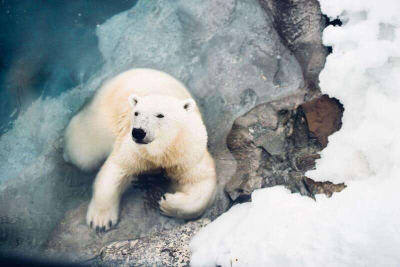 saint-felicien-admission-to-wild-zoo