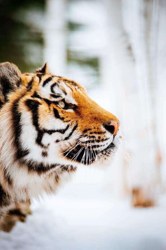 saint-felicien-admission-to-wild-zoo