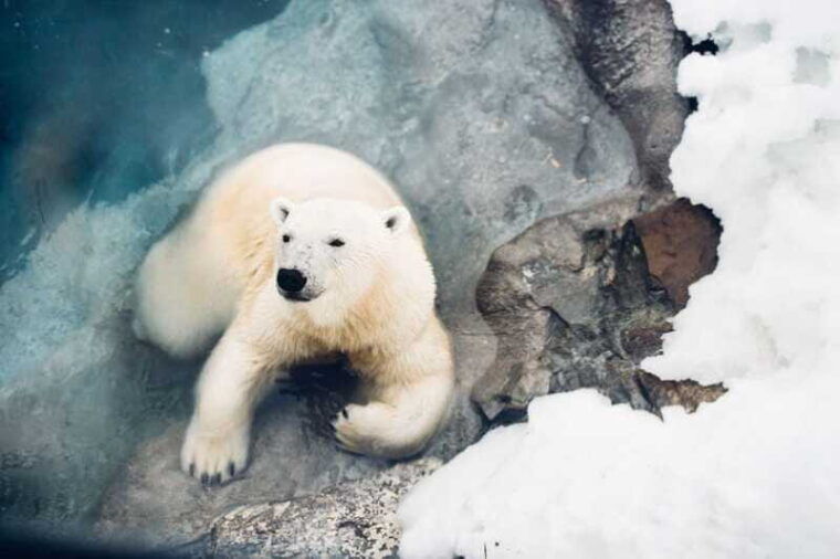 saint-felicien-admission-to-wild-zoo