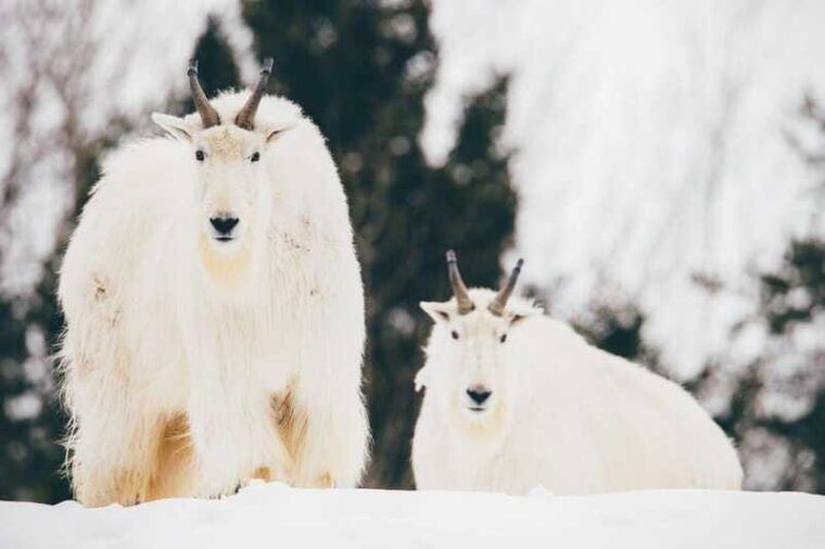 saint-felicien-admission-to-wild-zoo