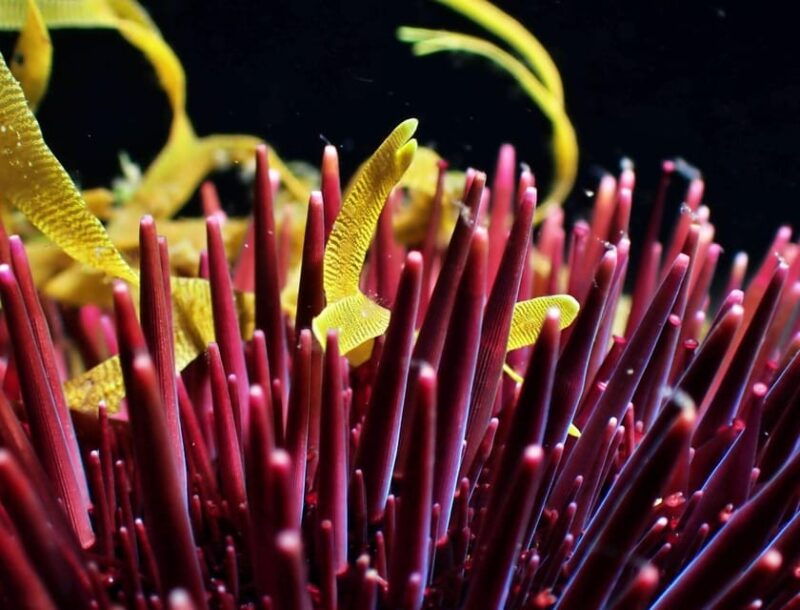 saint-george-scuba-diving-2-dives-half-day