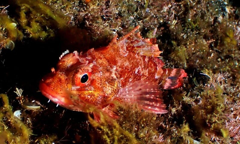 saint-george-scuba-diving-2-dives-half-day