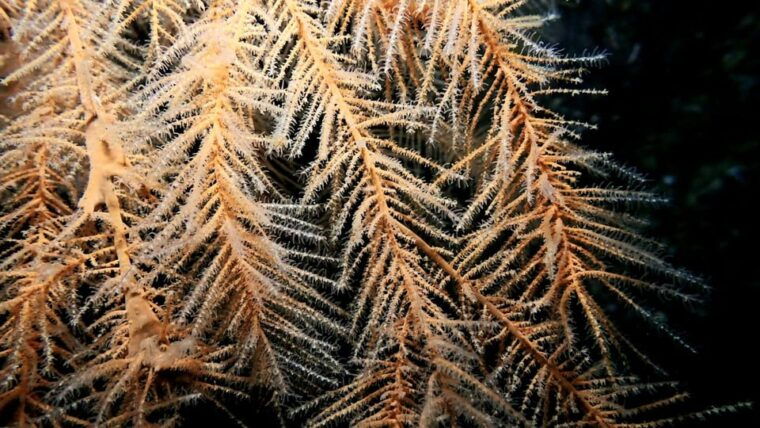 saint-george-scuba-diving-2-dives-half-day