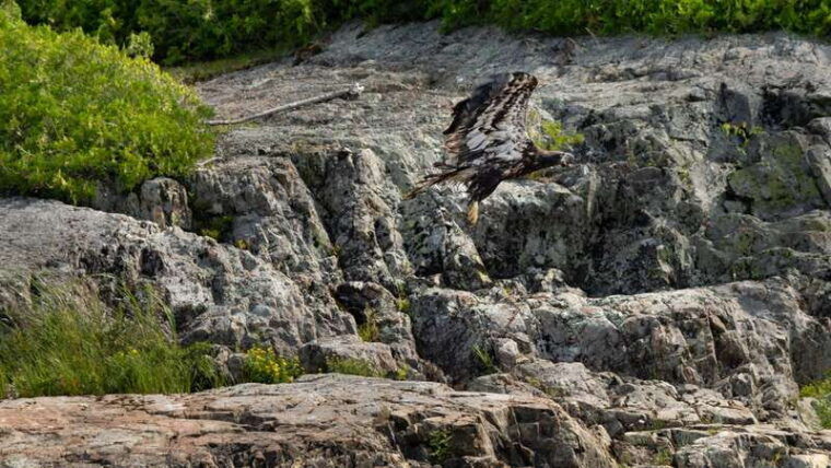 saint-john-river-river-relics-kayak-tour