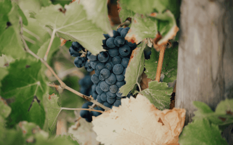 saint-tropez-small-group-wine-tour