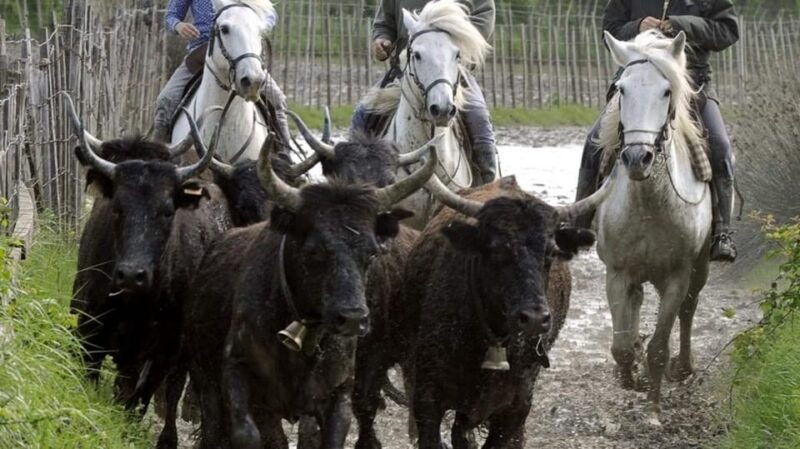 saintes-maries-de-la-mer-at-the-heart-of-camargue-history