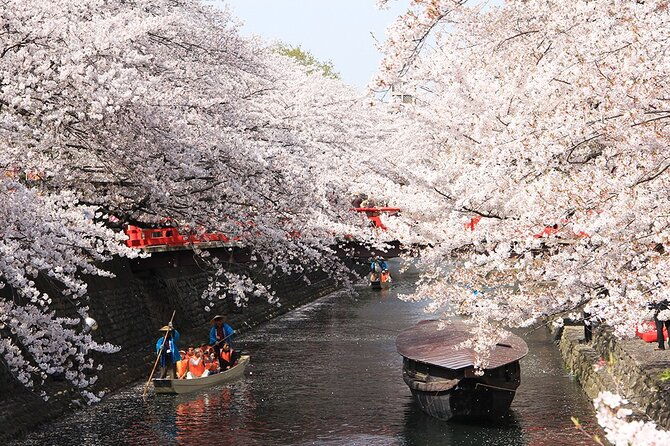 sakura-magic-and-nabana-no-sato-day-tour-from-osaka