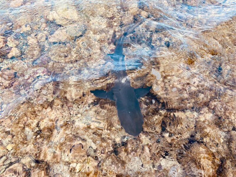 Sal: All inclusive Salt Lake, Natural pools and Shark Bay - Shark Bay and Lemon Sharks in Action