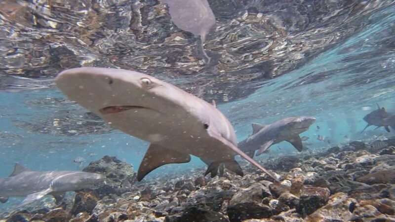 Sal: All inclusive Salt Lake, Natural pools and Shark Bay - Additional Details and Practical Tips