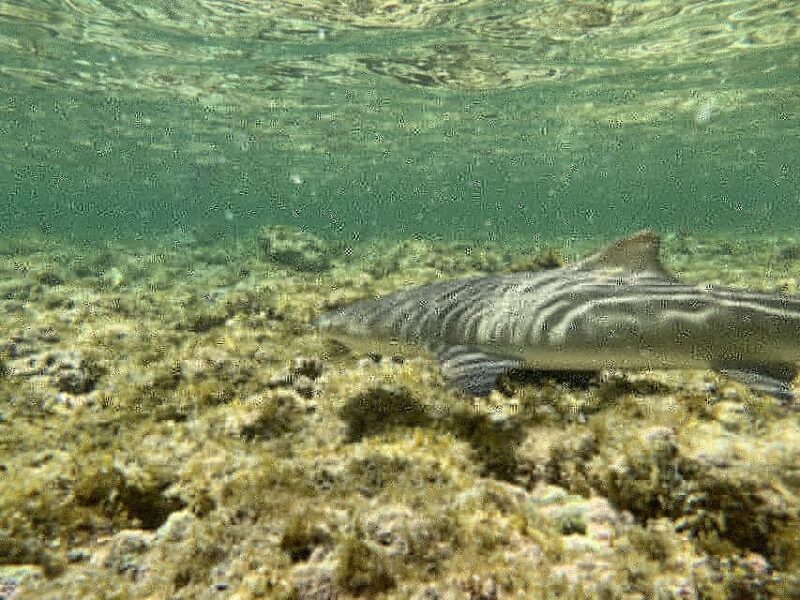 Sal Discovery: A Guided Small Group Island Tour - FAQs