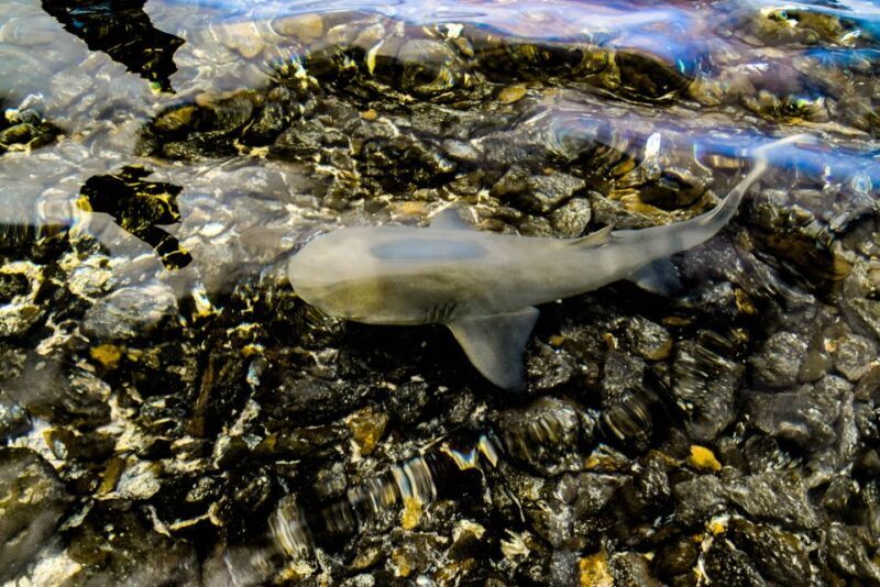 Sal: Full-Day Trip Around the Island with Lunch - Final Stops: Lemon Sharks and Return