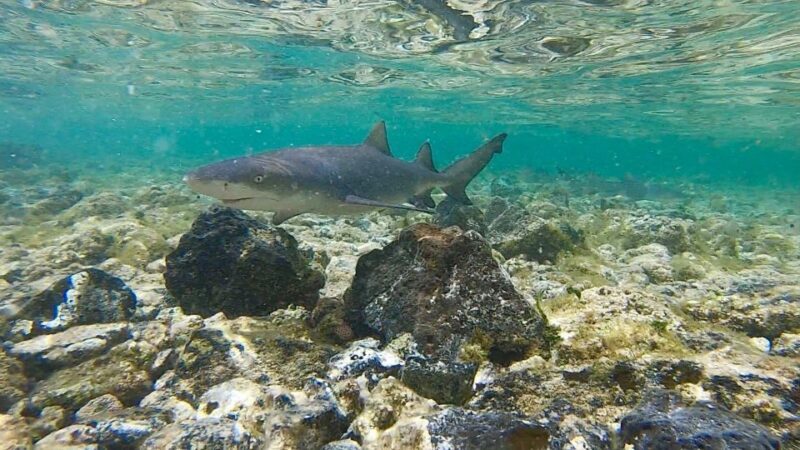 Sal: Island Experience Tour with a Certified Local Guide - FAQ