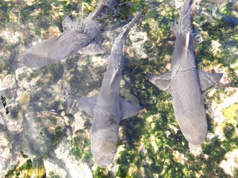 Sal Island: Private Shark Watching & Floating Experience - Practical Aspects and Logistics