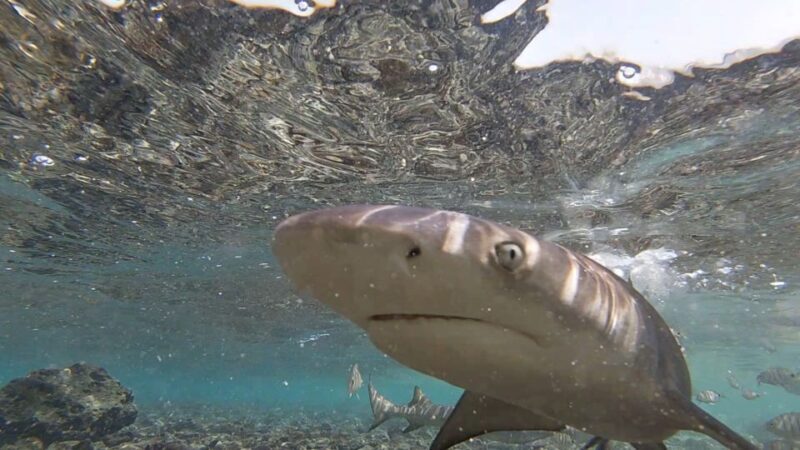Sal Island: Shark Bay Experience from Santa Maria - Key Points