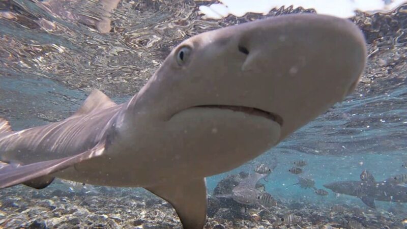 Sal Island: Shark Bay Experience from Santa Maria - The Itinerary in Detail