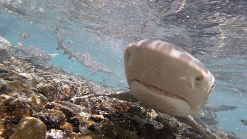 Sal Island: Shark Bay Experience from Santa Maria - Authentic Insights from Reviewers