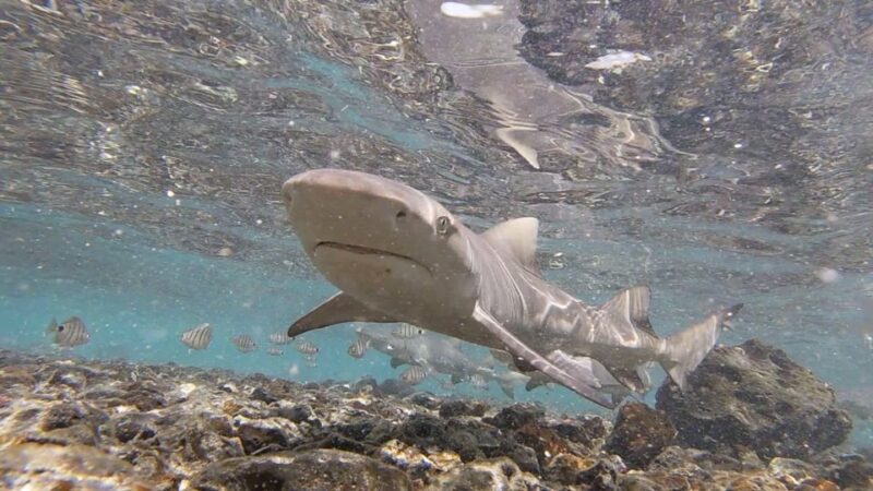Sal Island: Shark Bay Experience from Santa Maria - The Value Proposition