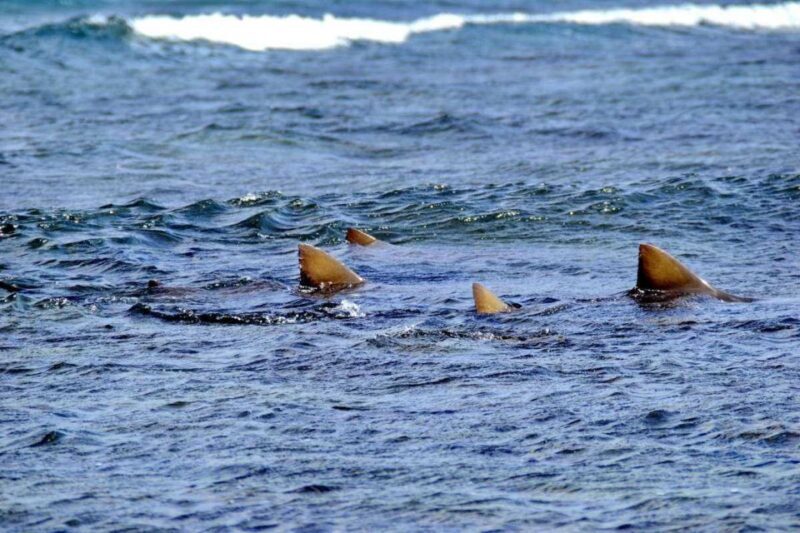 Sal Island: Shark Bay Experience from Santa Maria - Who Would Love This Tour?