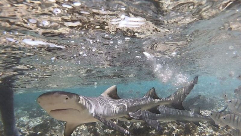 Sal Island: Shark Bay Experience from Santa Maria - FAQ