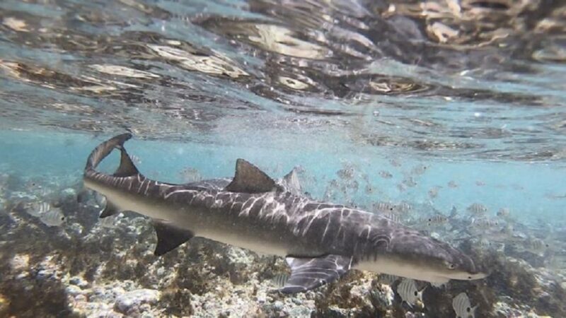 Sal Island: Shark Bay Experience from Santa Maria - Final Thoughts