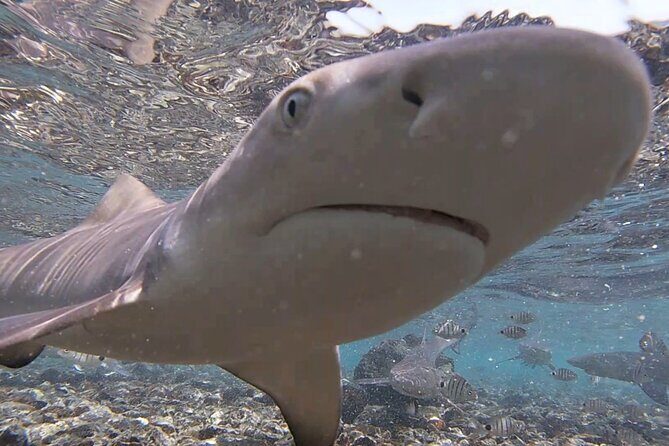 Sal Island: Shark Bay Shark Watching Experience from Santa Maria - Everything You Need to Know About the Tour