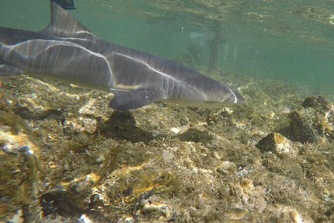 Sal Island: Shark Bay Shark Watching Experience from Santa Maria - Learning and Wildlife Details