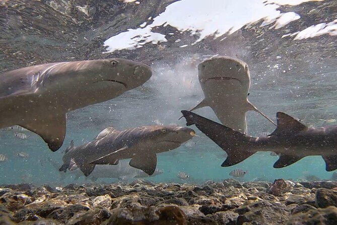 Sal Island: Shark Bay Shark Watching Experience from Santa Maria - The Return and Overall Experience