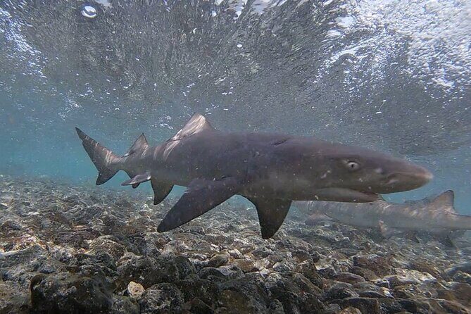 Sal Island: Shark Bay Shark Watching Experience from Santa Maria - Practical Details and Tips
