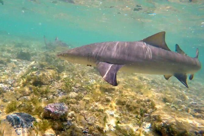 Sal Island: Shark Bay Shark Watching Experience from Santa Maria - Authentic Feedback and Insights from Reviewers