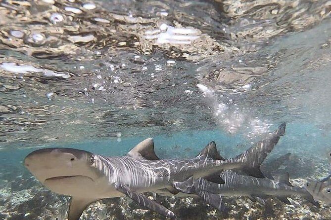 Sal Island: Shark Bay Shark Watching Experience from Santa Maria - Final Thoughts: Is This Tour for You?