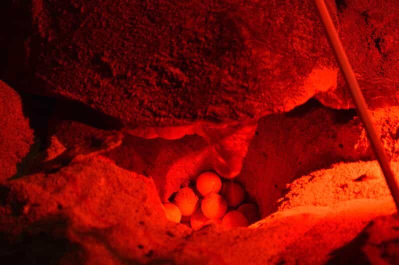 Sal Island: Turtle Watching Experience - Why This Tour Is a Great Choice