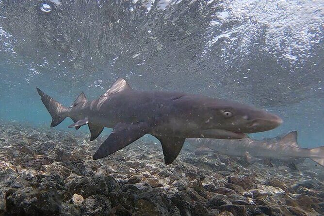 Sal Private Tour: All inclusive Salt Lake, Blue eye and Shark Bay - Starting with Convenience and Comfort