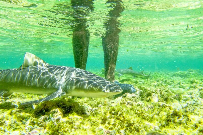 Sal: Small Group Island Tour & Lunch with a Local Family - Key Points