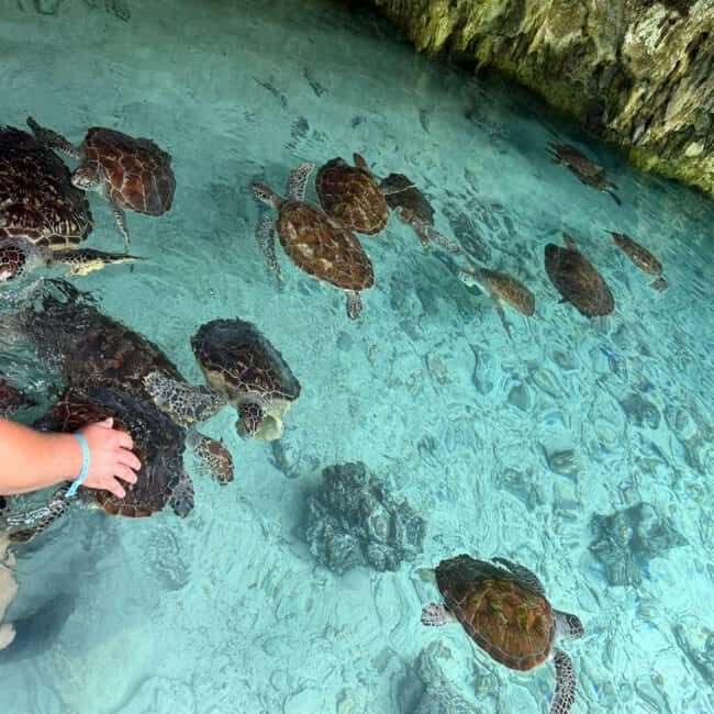 SALAAM CAVE: Swim with turtles & Dine at The Rock Restaurant - Final Thoughts: Who Should Consider This Tour?  