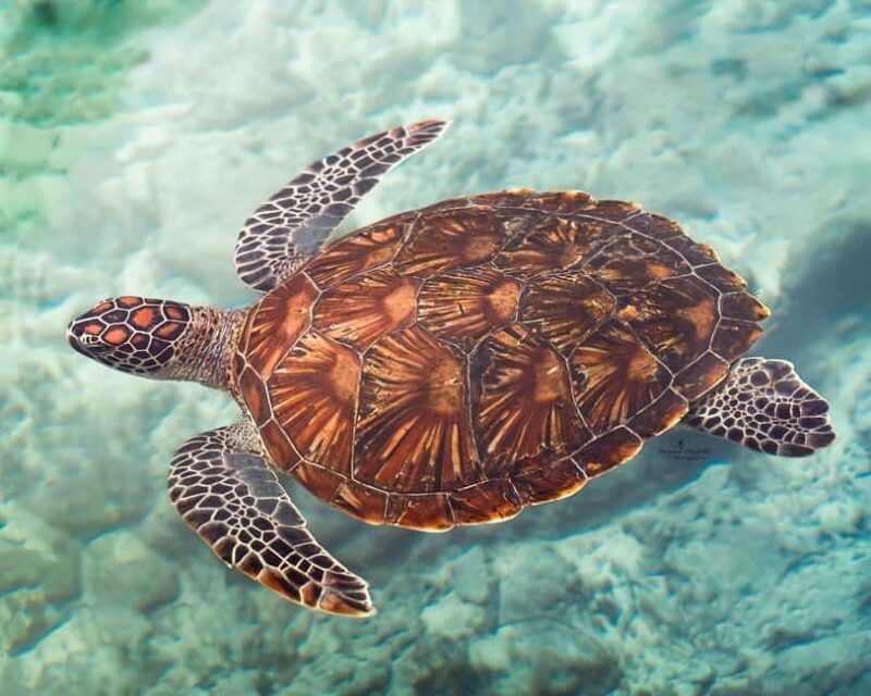 SALAAM CAVE SWIMMING WITH SEA TURTLES IN ZANZIBAR KIZIMKAZI - Key Points