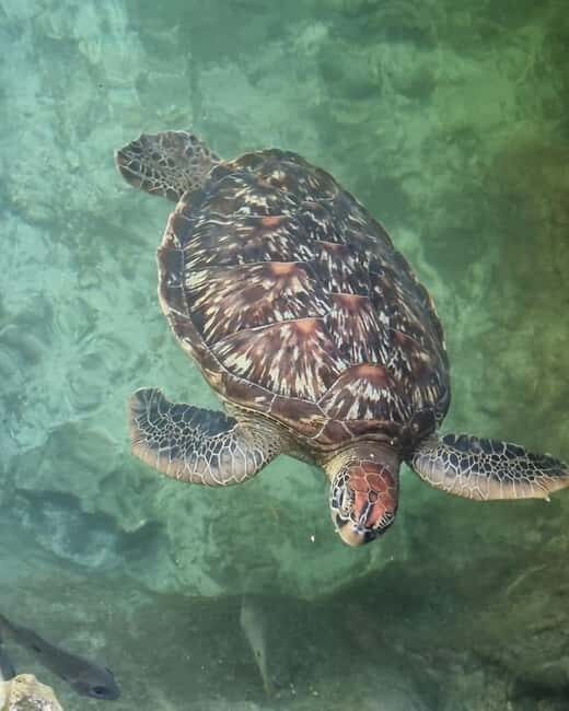 SALAAM CAVE SWIMMING WITH SEA TURTLES IN ZANZIBAR KIZIMKAZI - What is the Salaam Cave Tour?