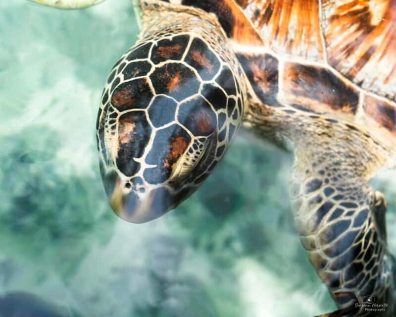 SALAAM CAVE SWIMMING WITH SEA TURTLES IN ZANZIBAR KIZIMKAZI - What to Expect on the Tour